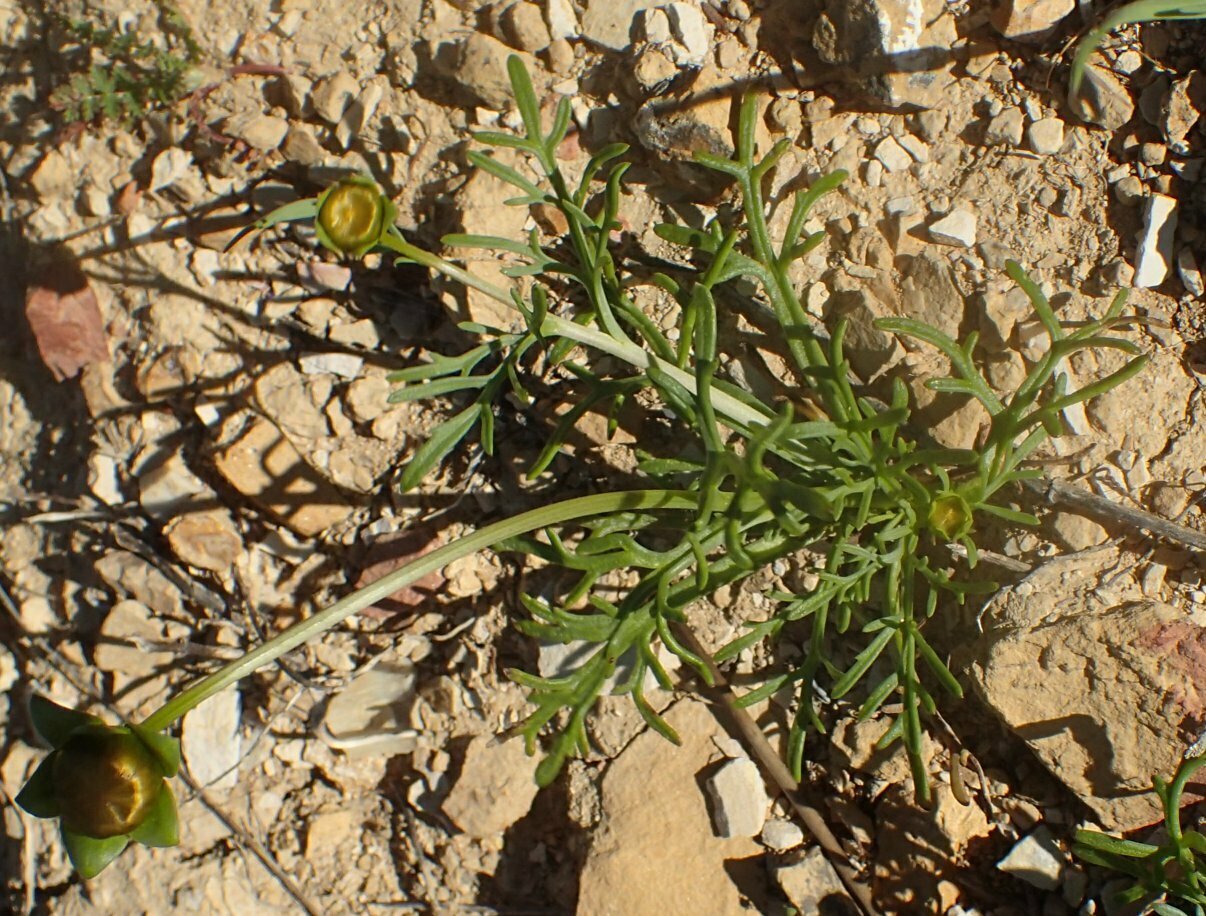High Resolution Leptosyne calliopsidea Plant